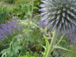 fleur_variee_20211127_1001545861
